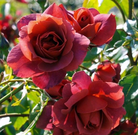 ვიდეორგოლი