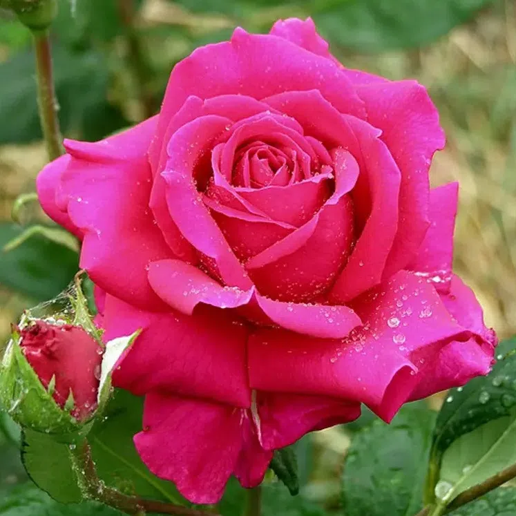 ვიდეორგოლი