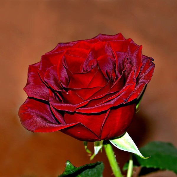 ვიდეორგოლი