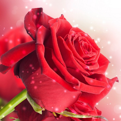 ვიდეორგოლი