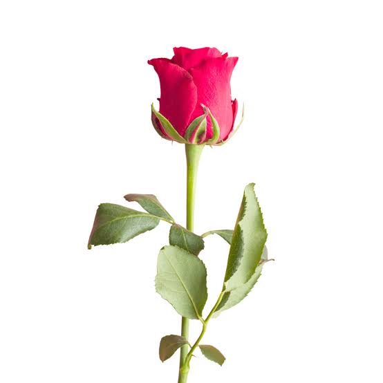 ვიდეორგოლი