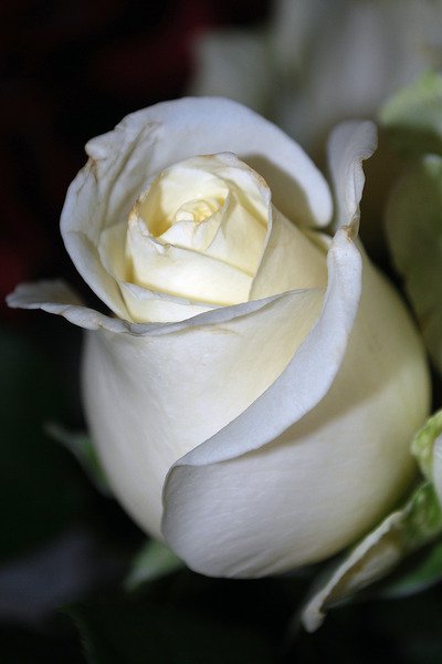 ვიდეორგოლი