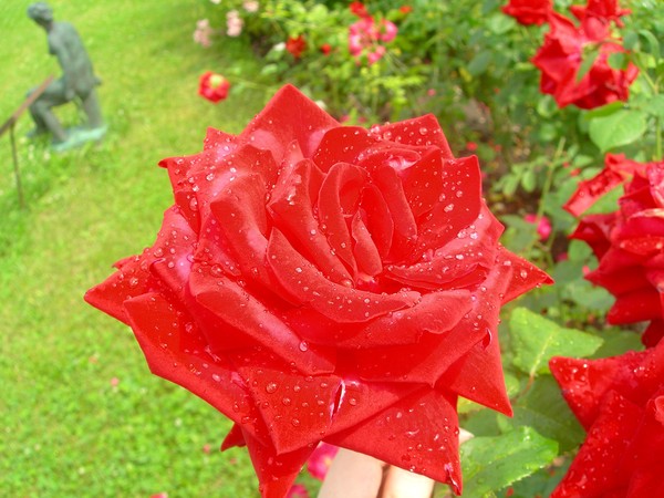 ვარდის ისტორია