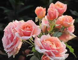 ვიდეორგოლი