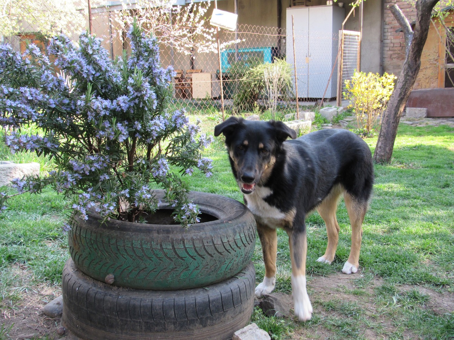❤სოციალური თერაპიის სახლი❤