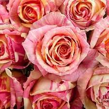 ვიდეორგოლი