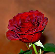 ვიდეოკოლაჟი