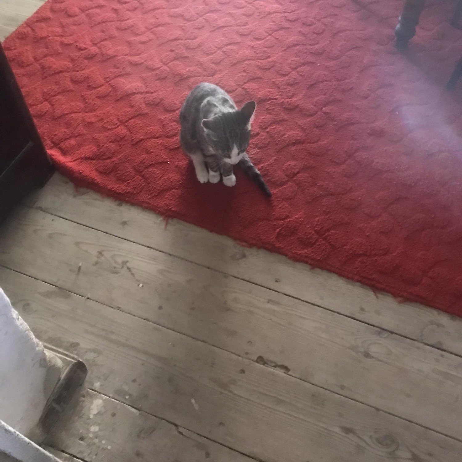 ფისოები